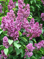 lilacs